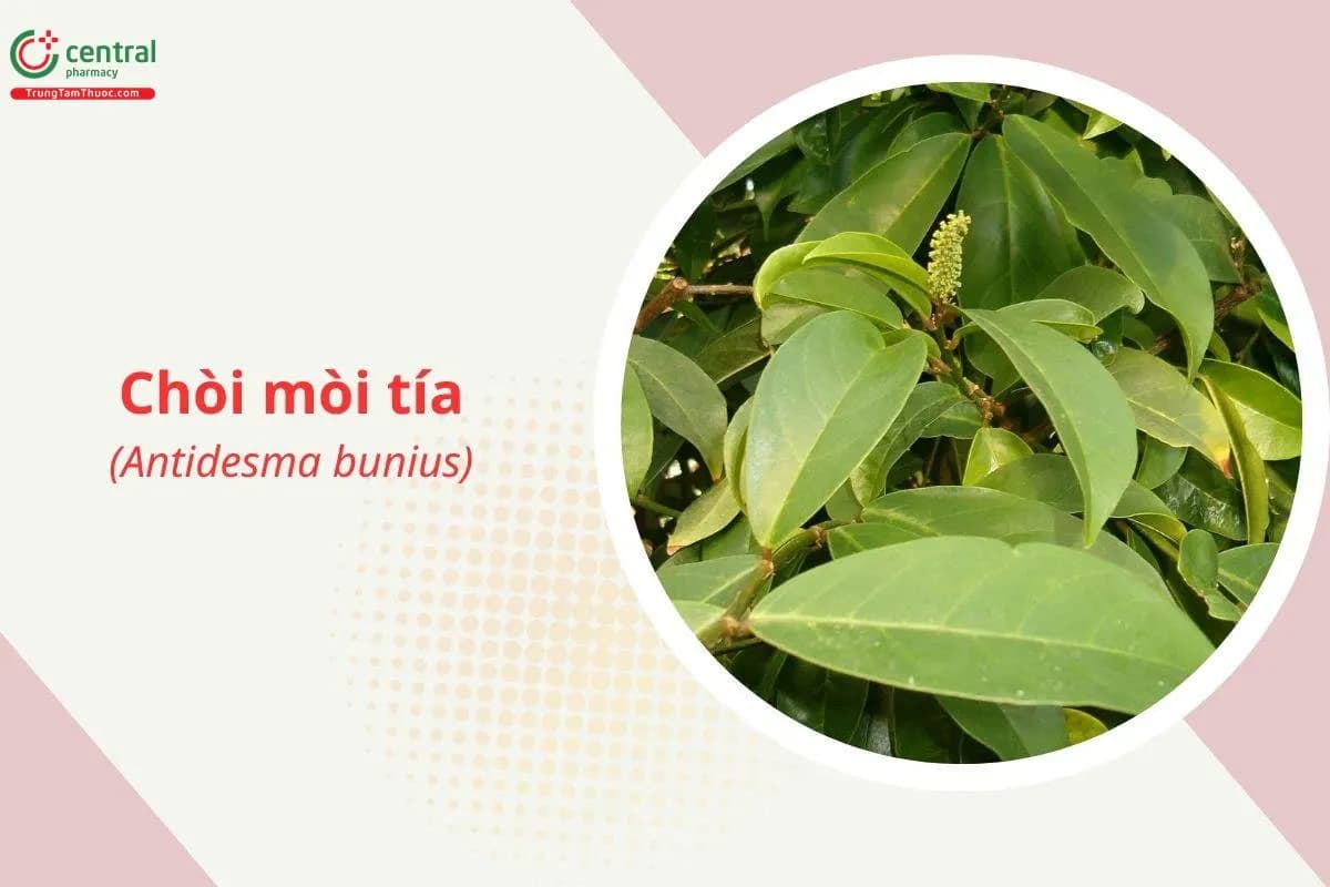 Chòi mòi tía