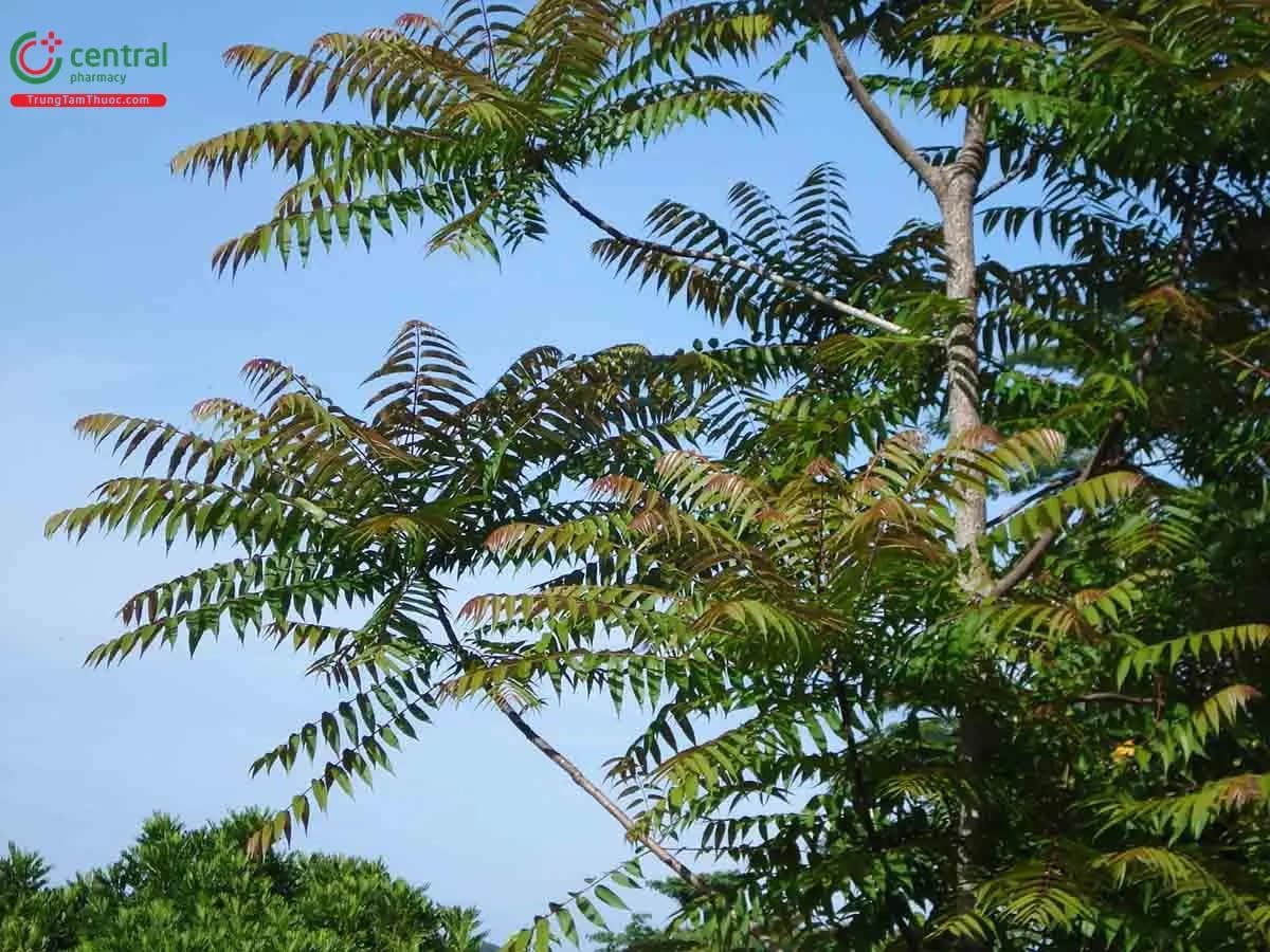 Xoan Mộc