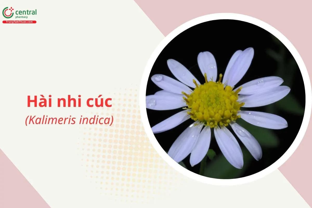 Hài nhi cúc