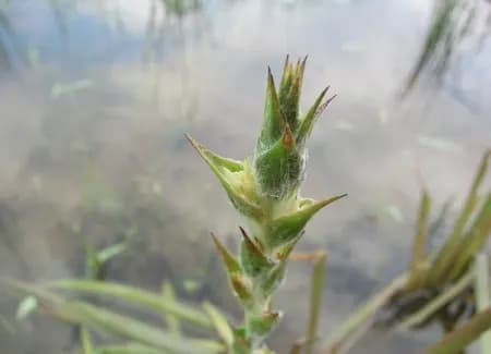 Cỏ đuôi lươn