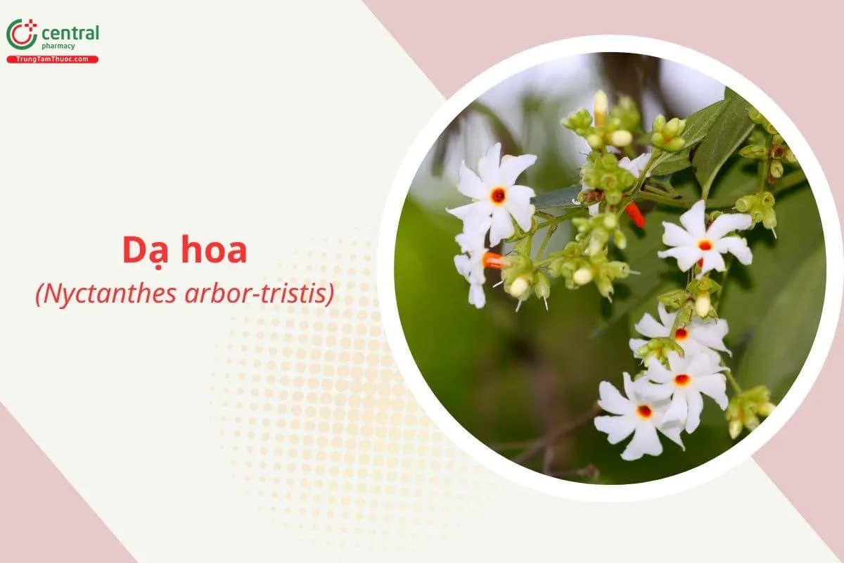 Dạ hoa