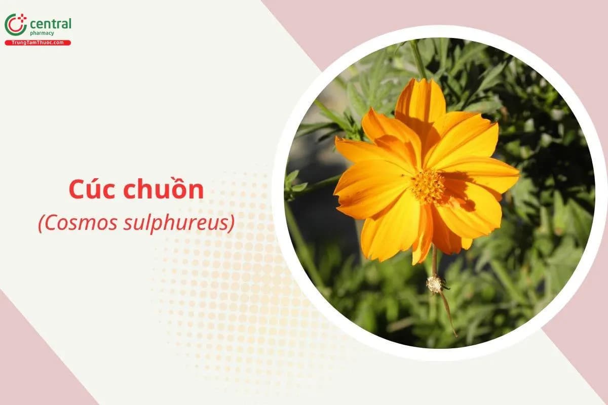 Chuồn chuồn vàng