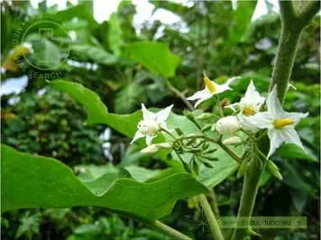 Cà Dại Hoa Trắng