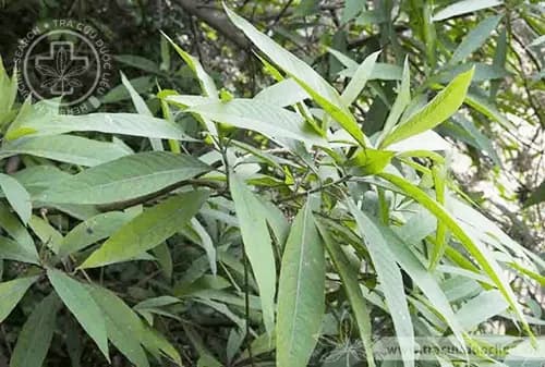 Cây tu hú