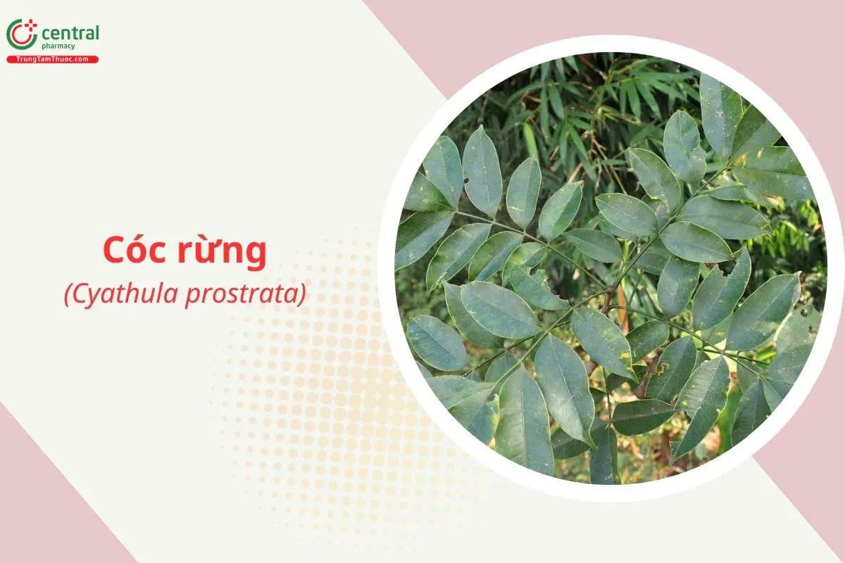 Cóc rừng