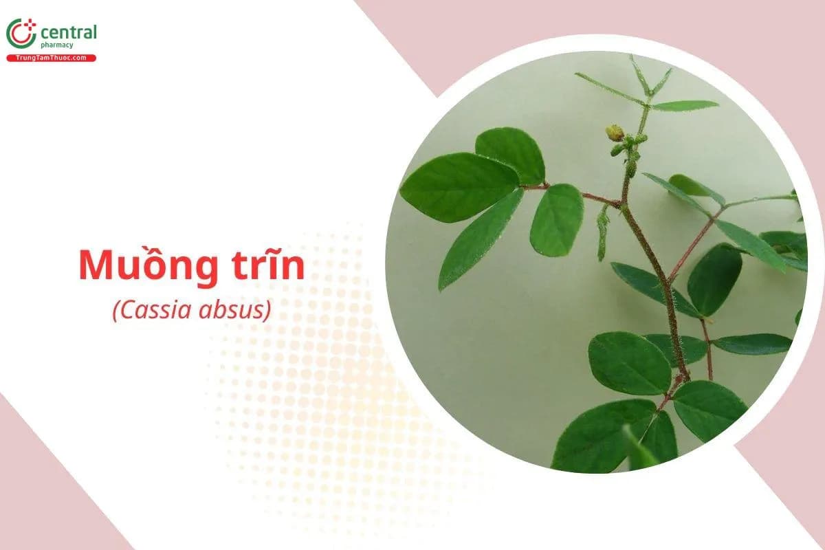 Muồng Trĩn