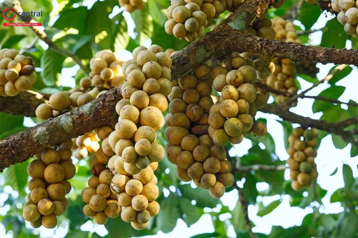 Bòn Bon