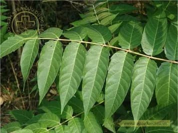 Phượng nhỡn thảo