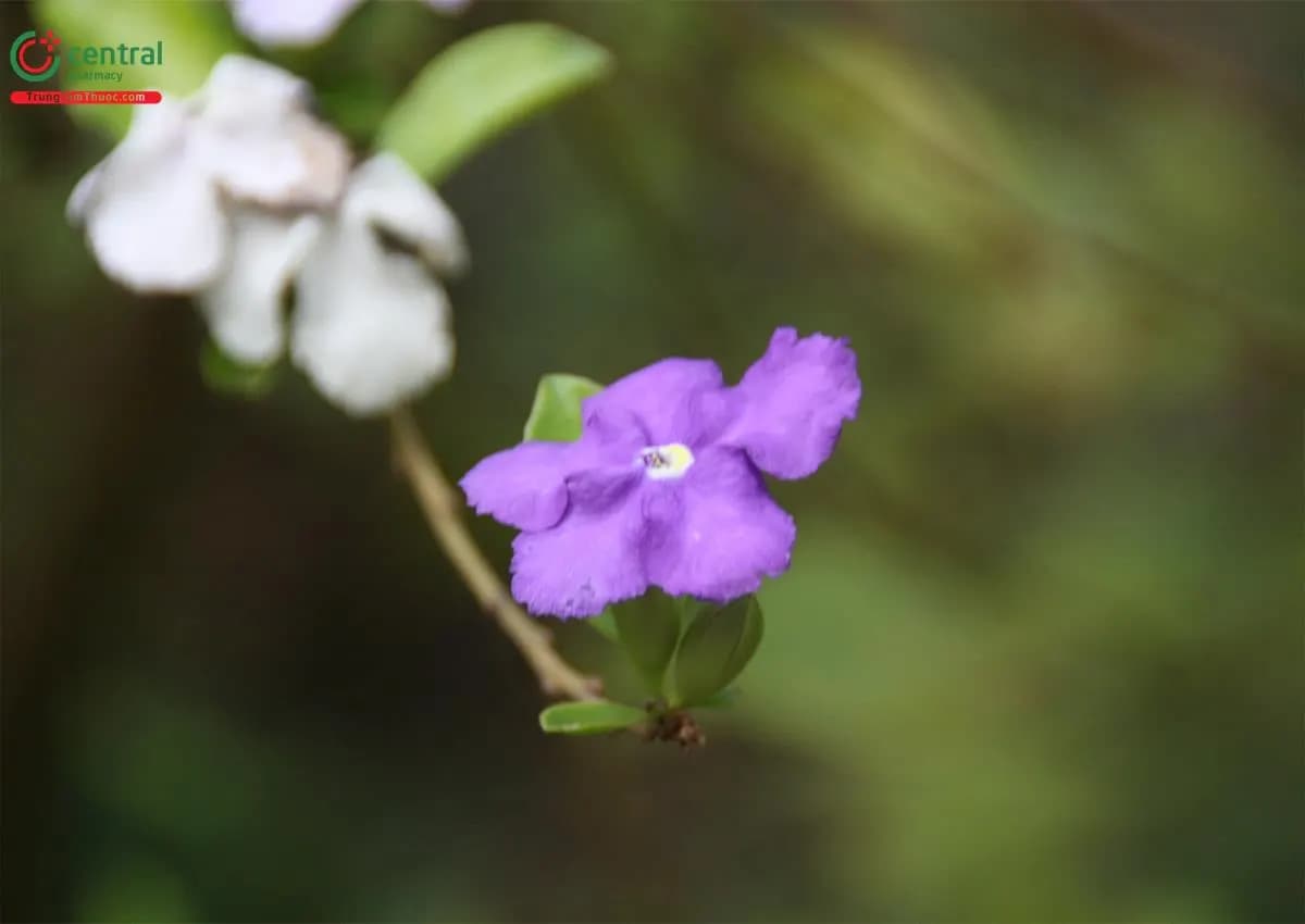 Hoa Nhài Nhật