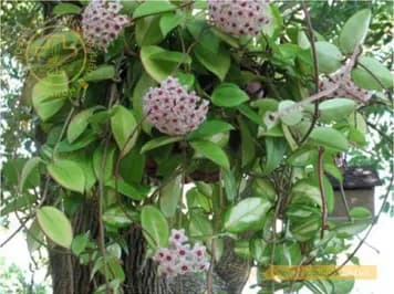 Cẩm cù