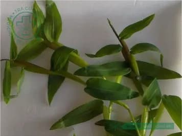 Cỏ chửa