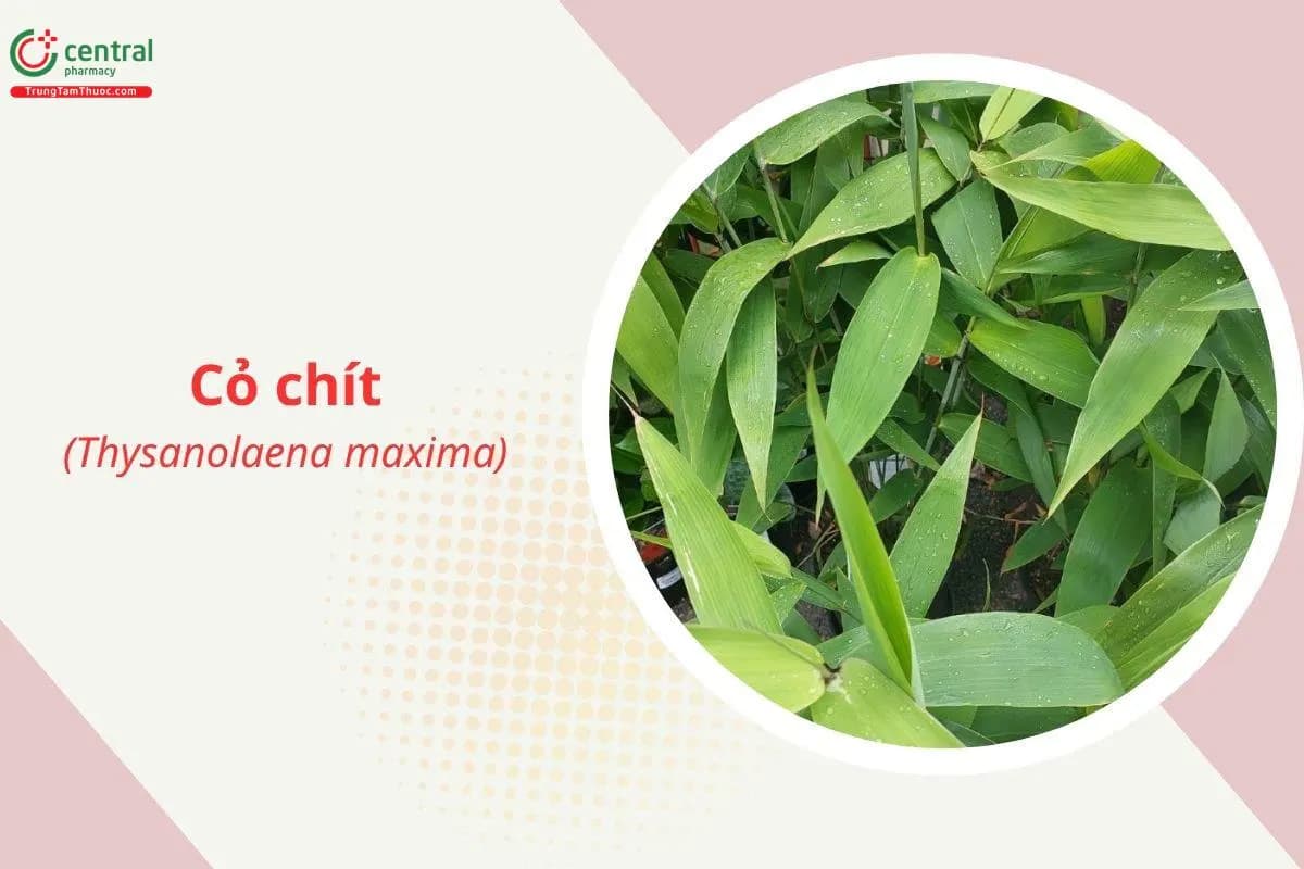 Cỏ chít