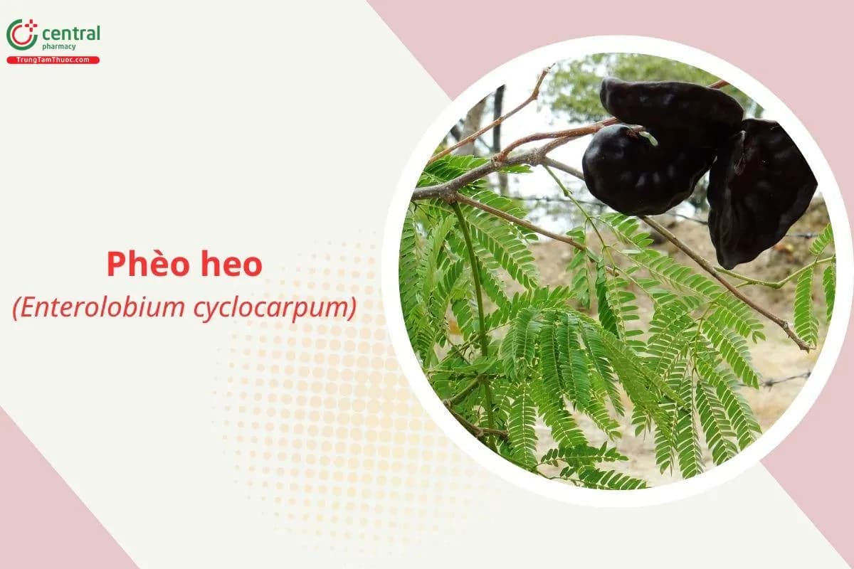 Phèo heo