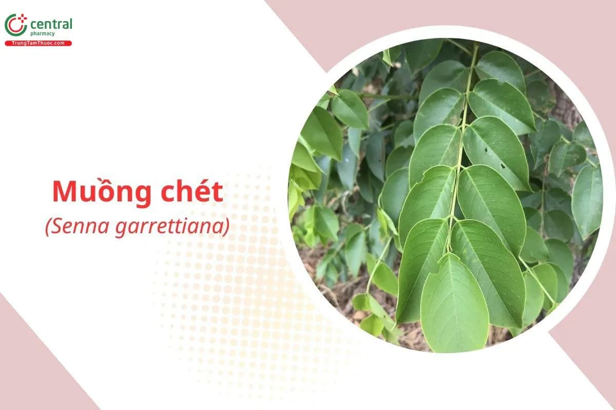 Muồng Chét
