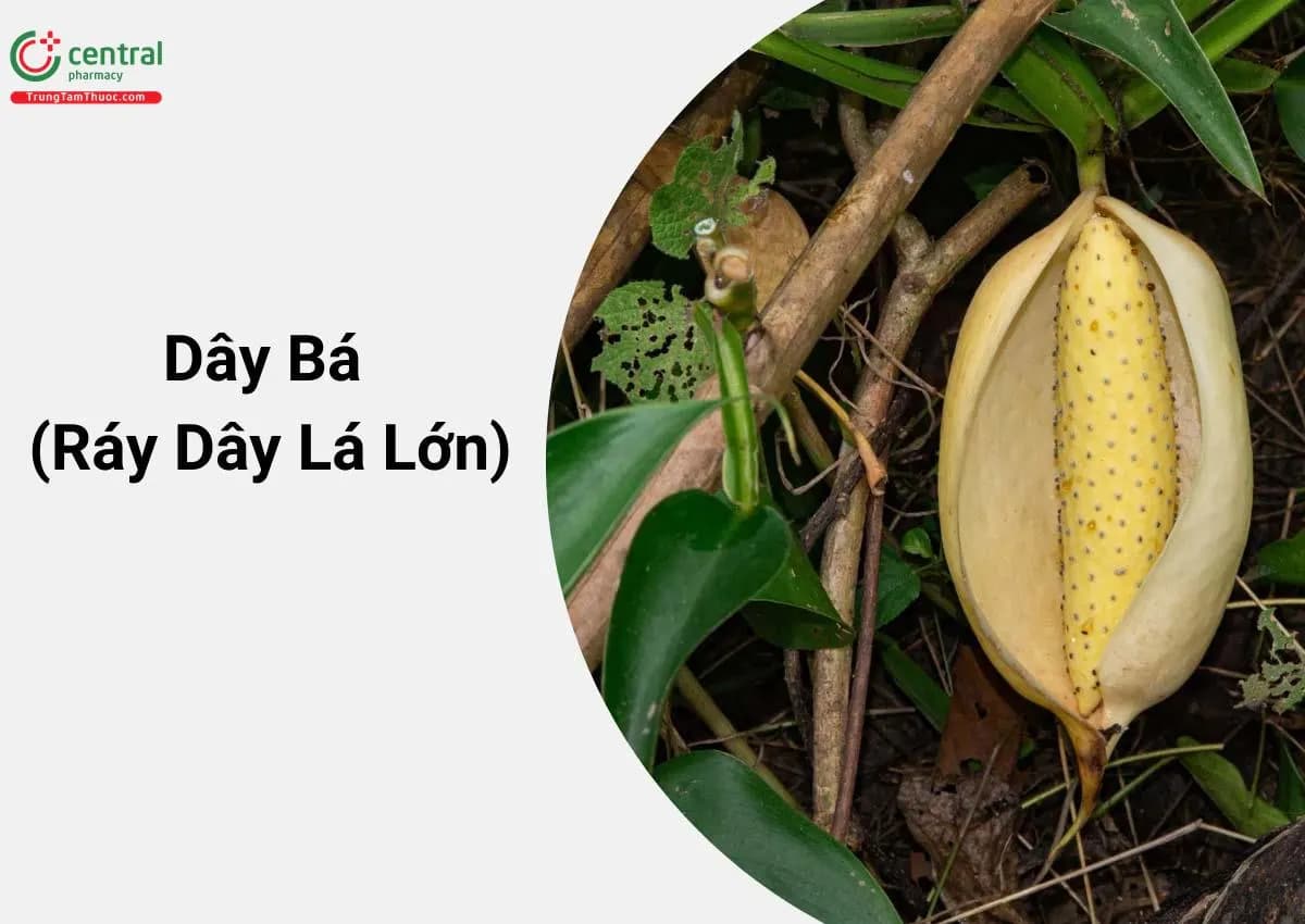 Dây Bá