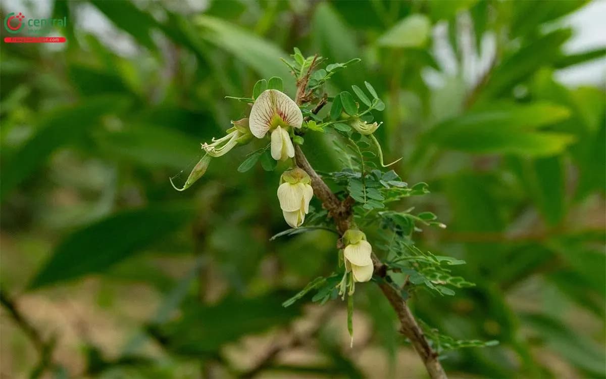 Bồn Bồn