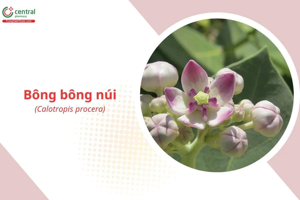 Bông Bông Núi