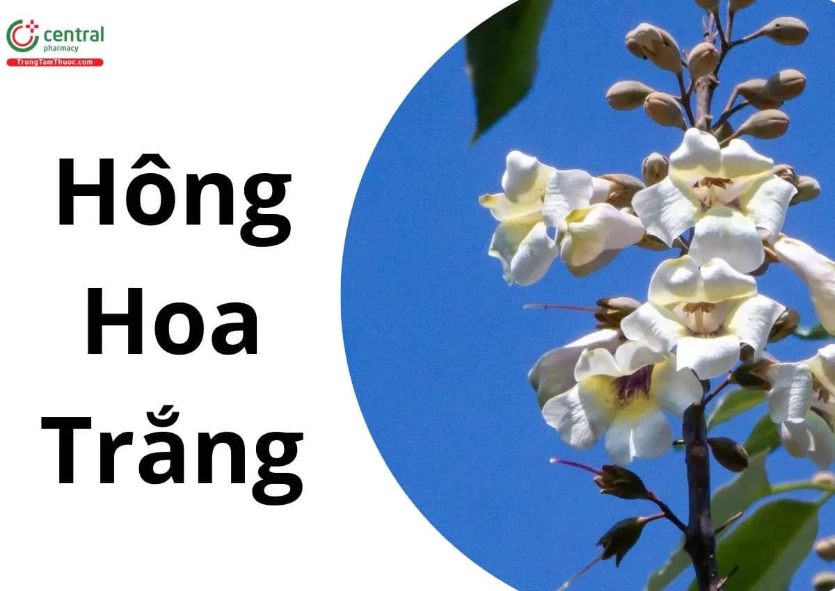 Hông Hoa Trắng