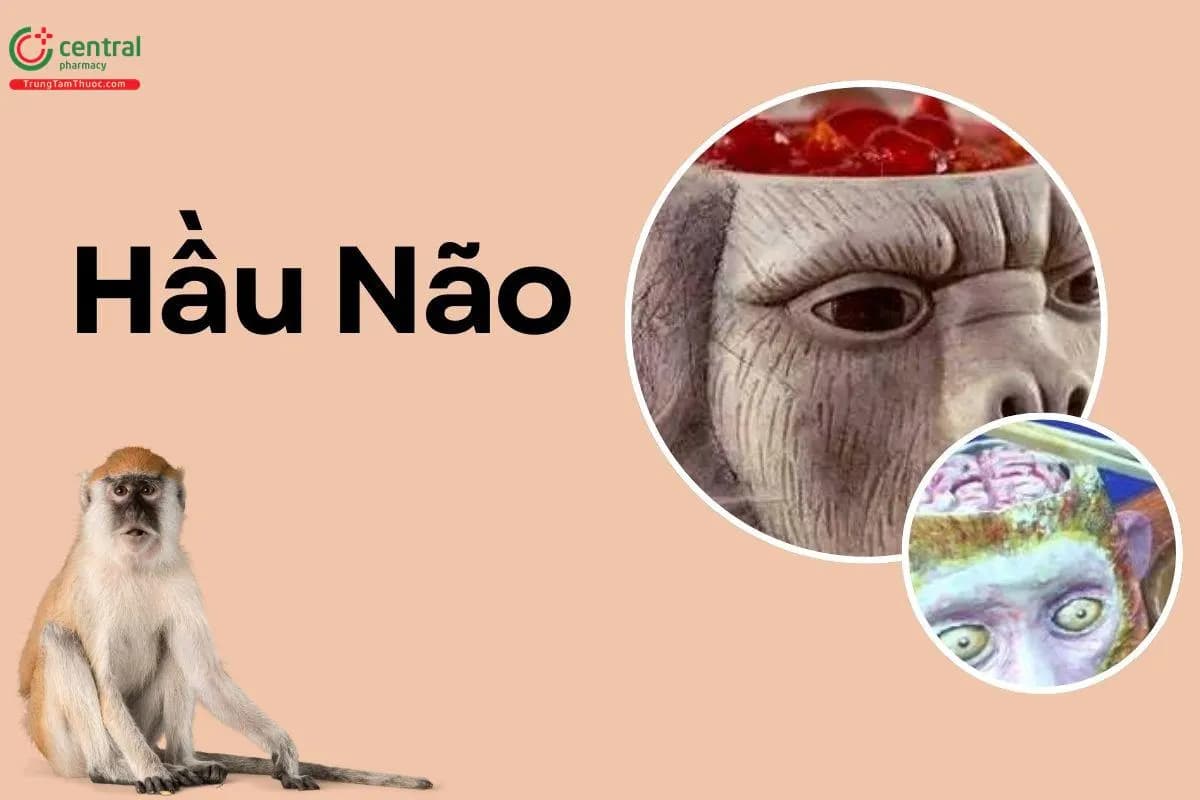 Hầu Não