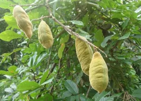 Dây thuốc cá