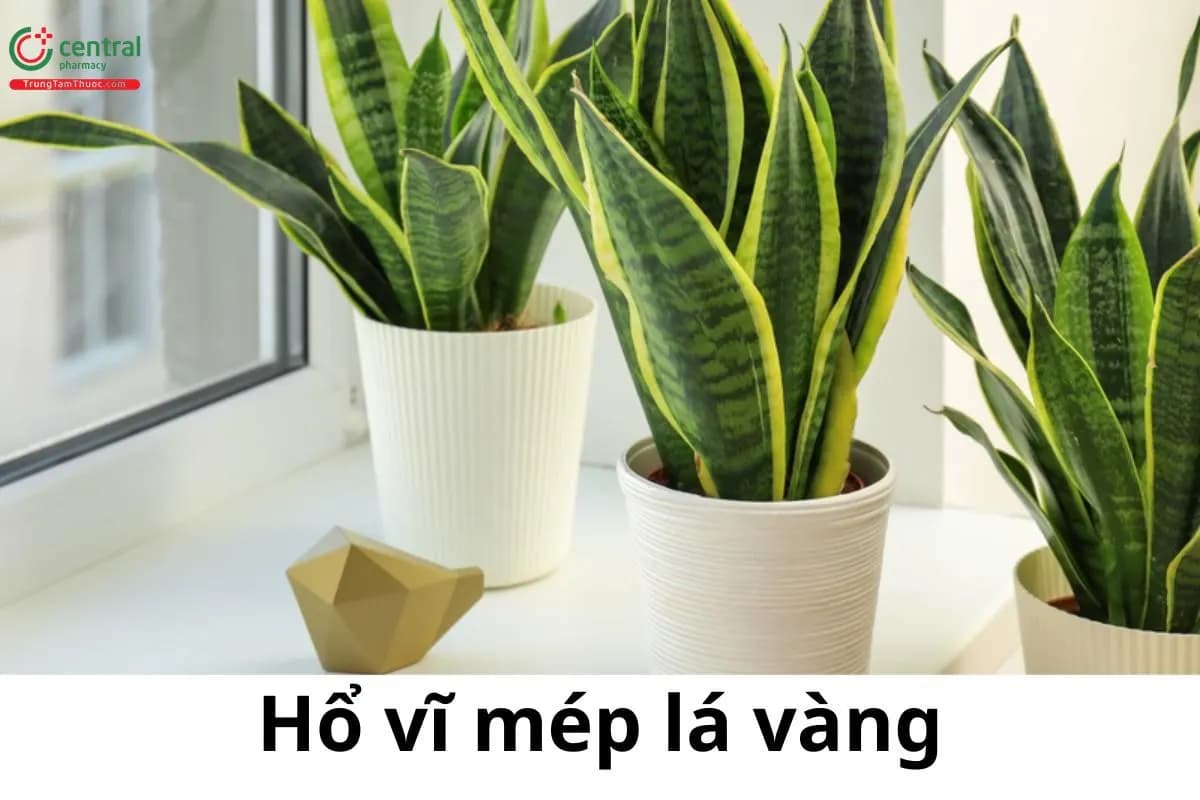 Hổ vĩ mép lá vàng