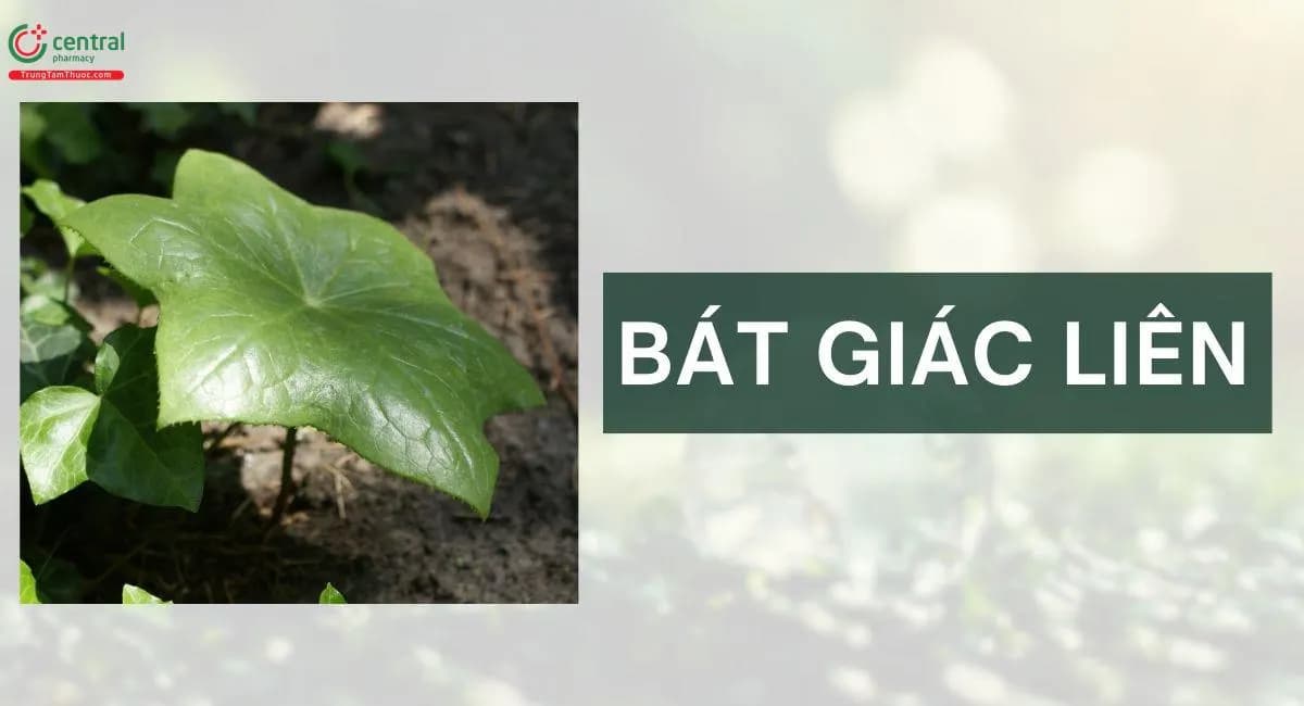 Bát Giác Liên