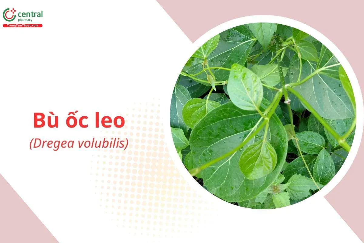 Bù Ốc Leo