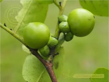 Quả mắc nưa