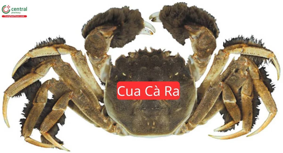 Cua Cà Ra