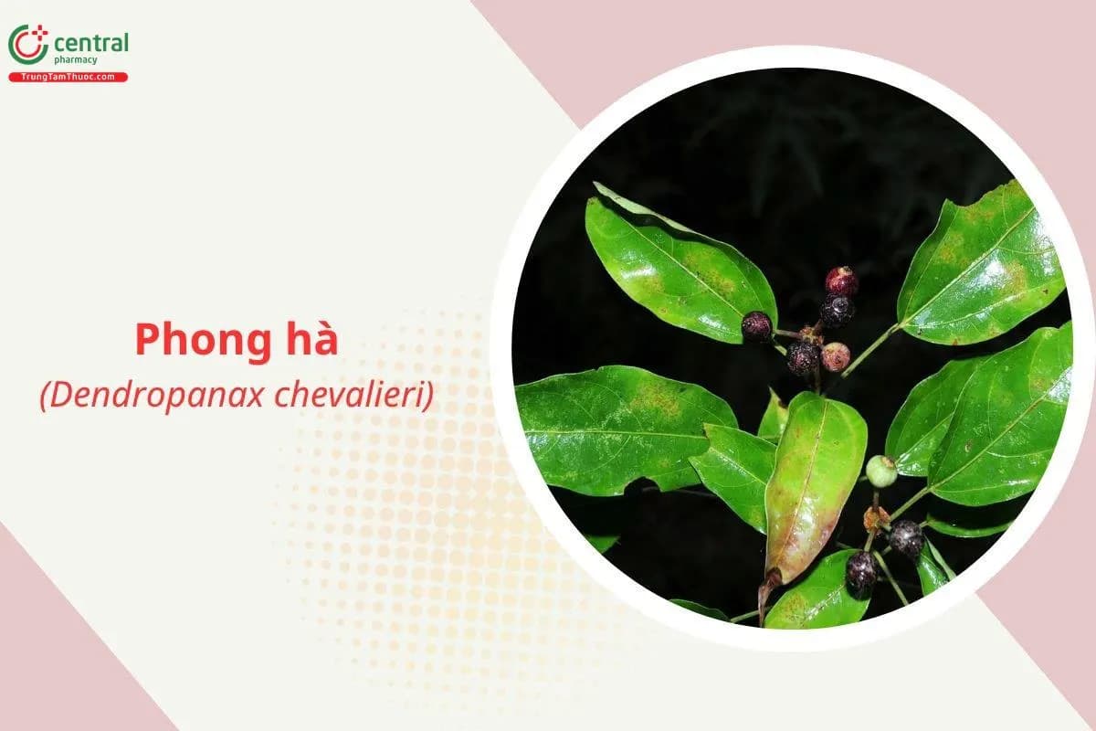 Phong hà
