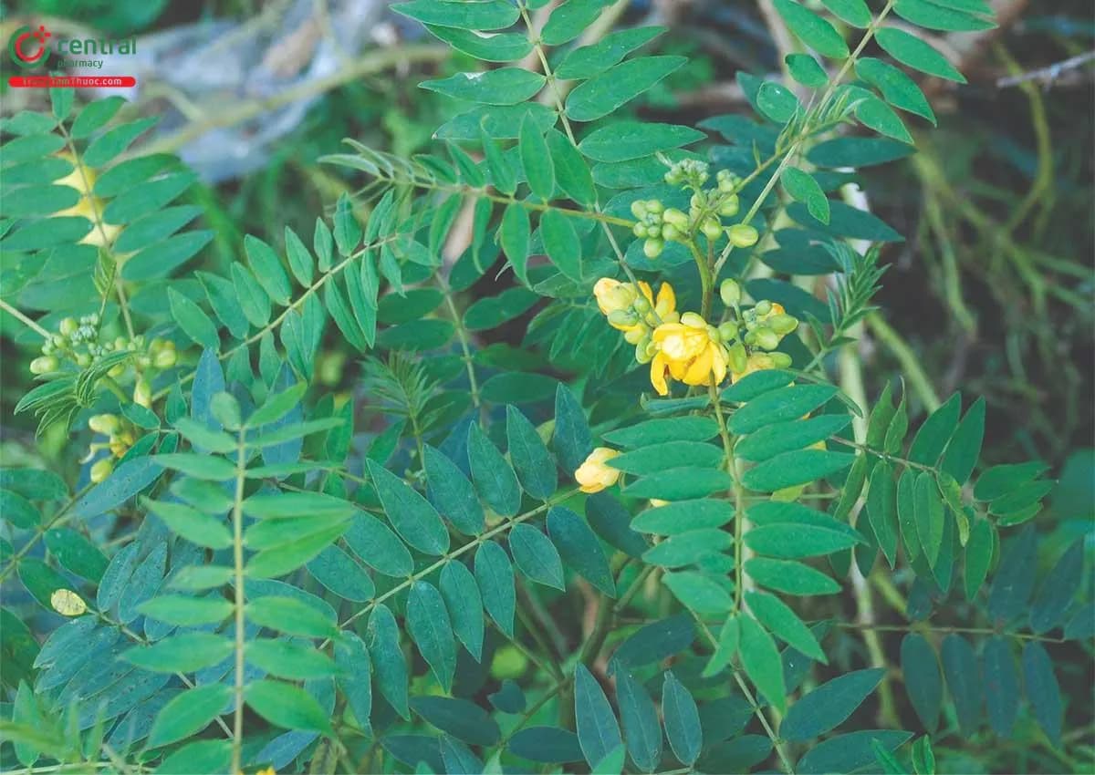 Cốt Khí Muồng