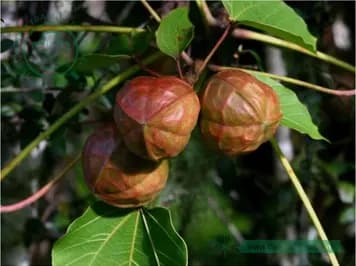 Trẩu (Dầu sơn)