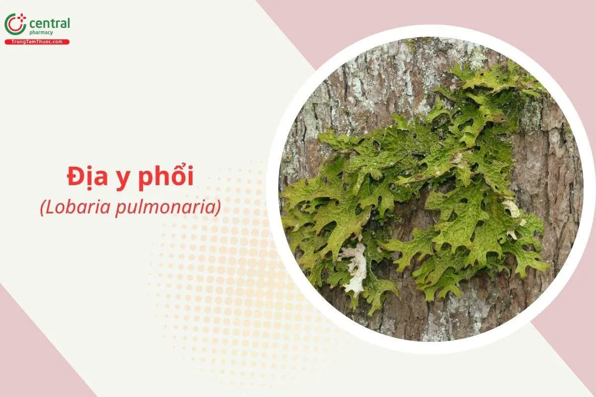 Địa y phổi