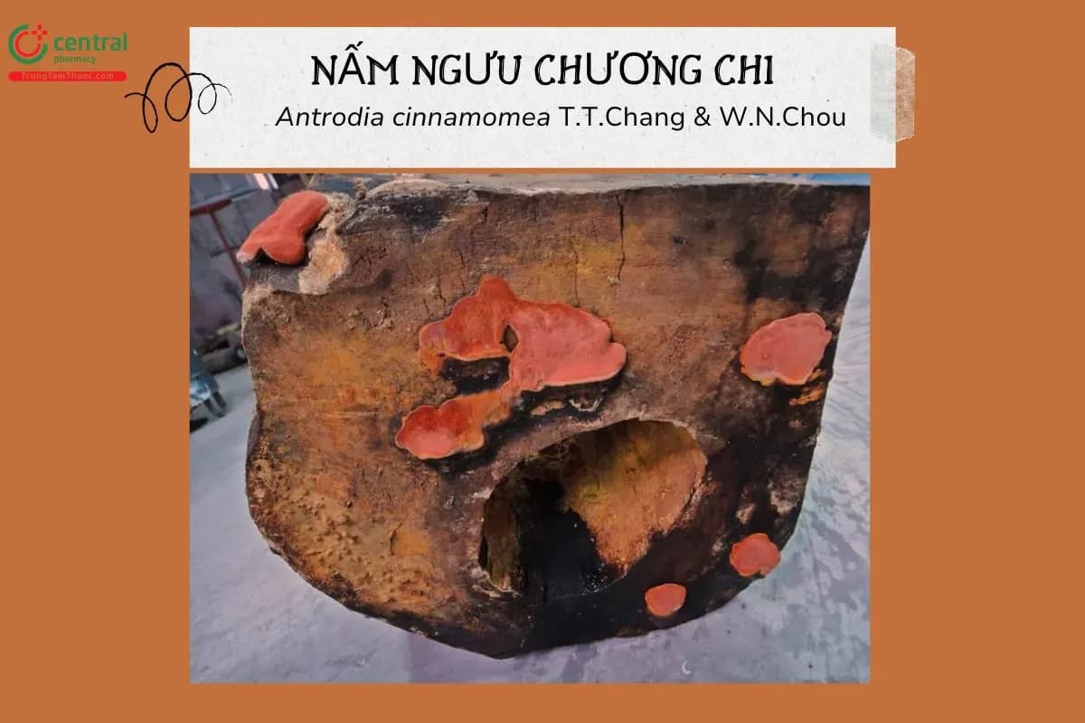 Nấm Ngưu Chương Chi