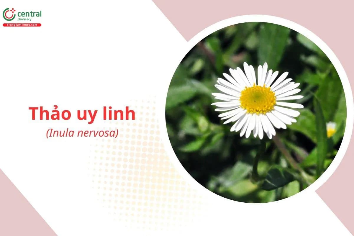 Thảo Uy Linh