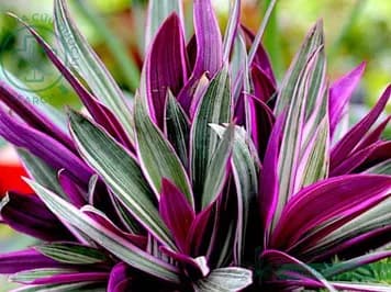 Bạng hoa
