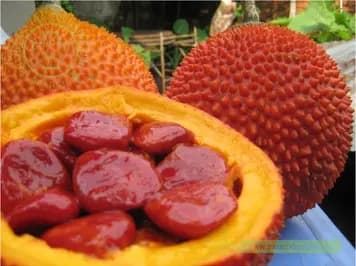 Hạt gấc