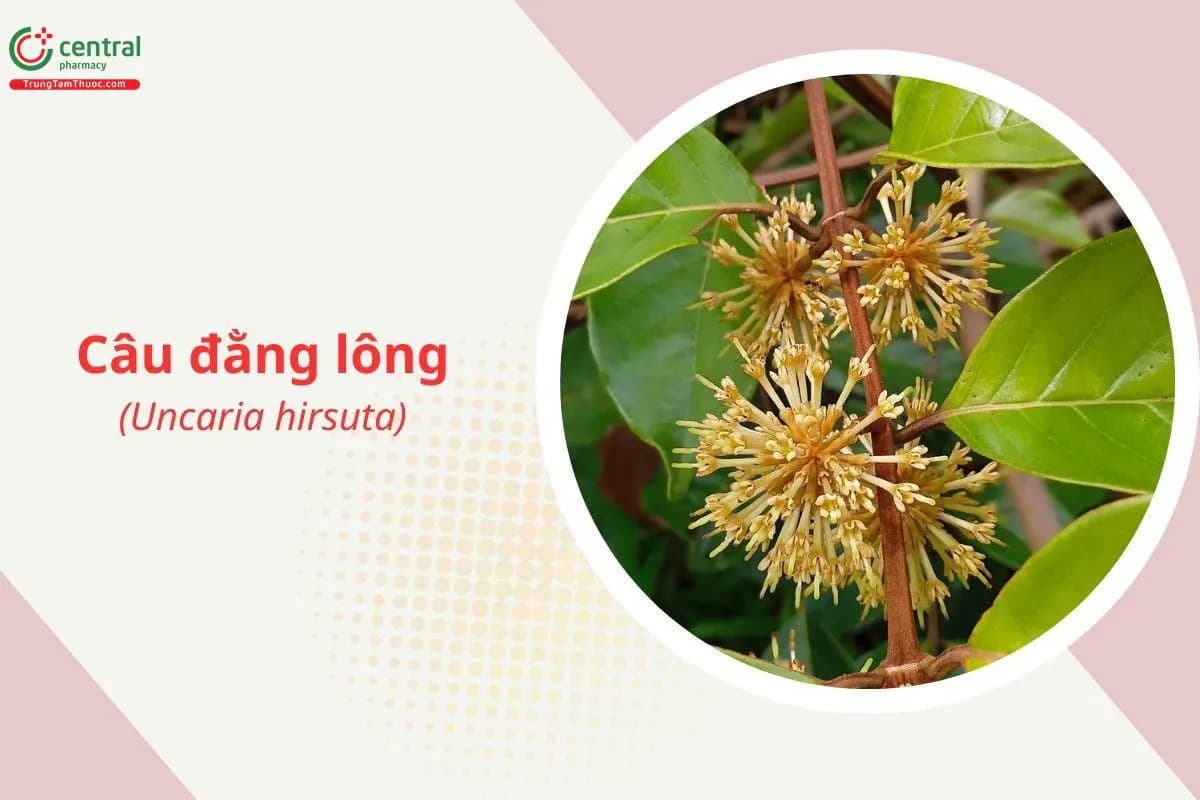 Câu đằng lông