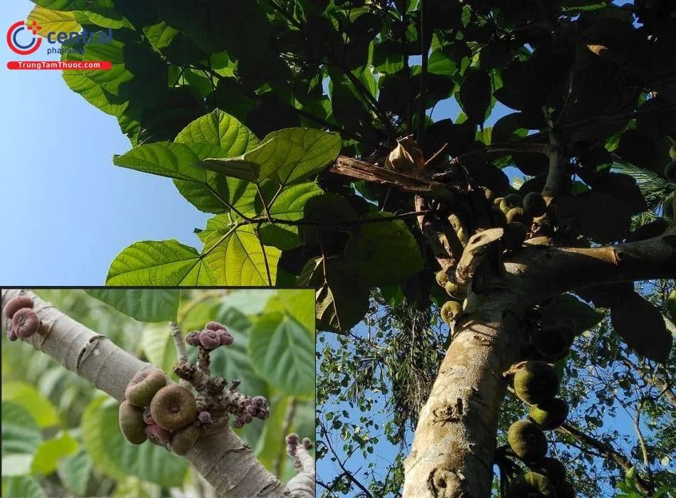 Cây Vả