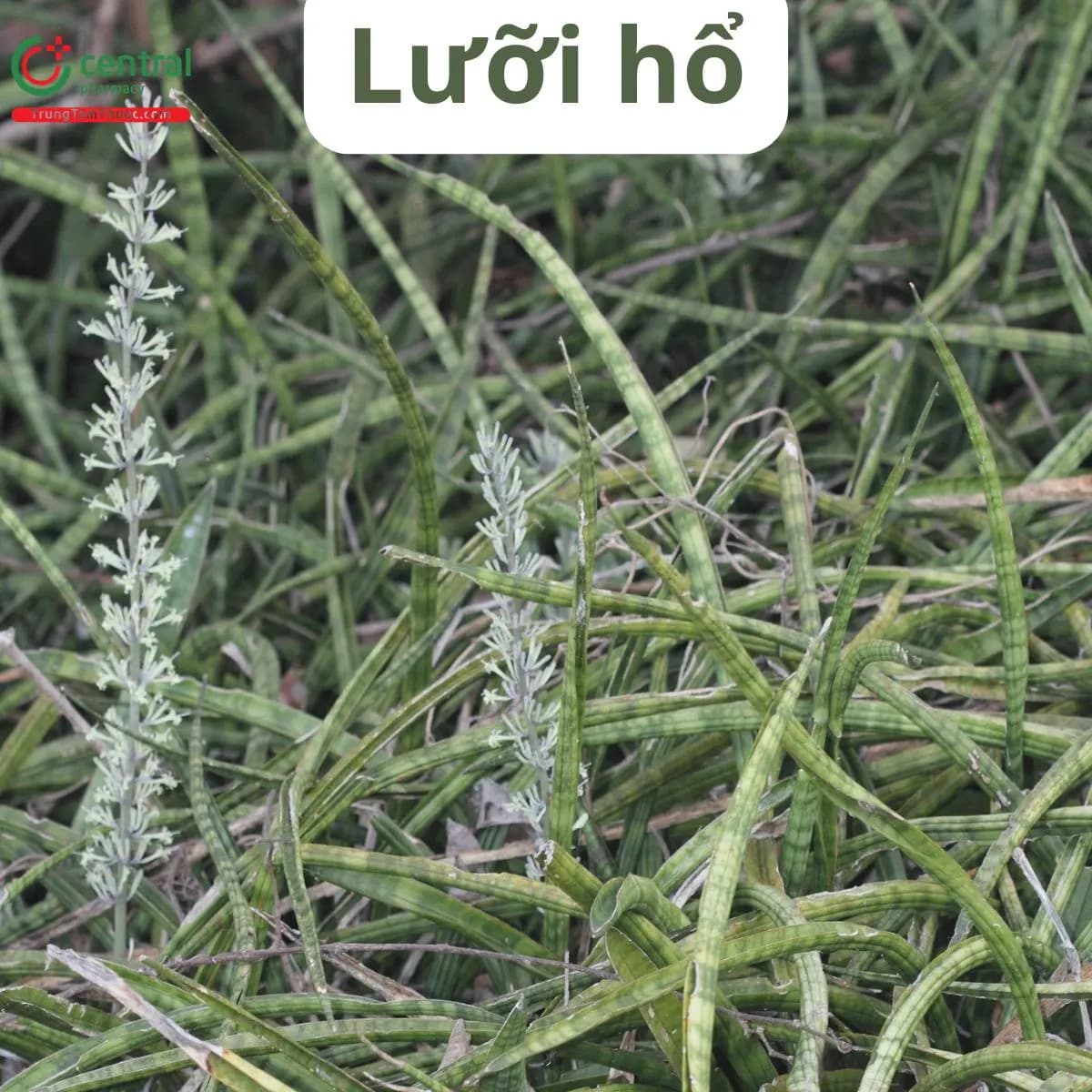 Lưỡi hổ xanh
