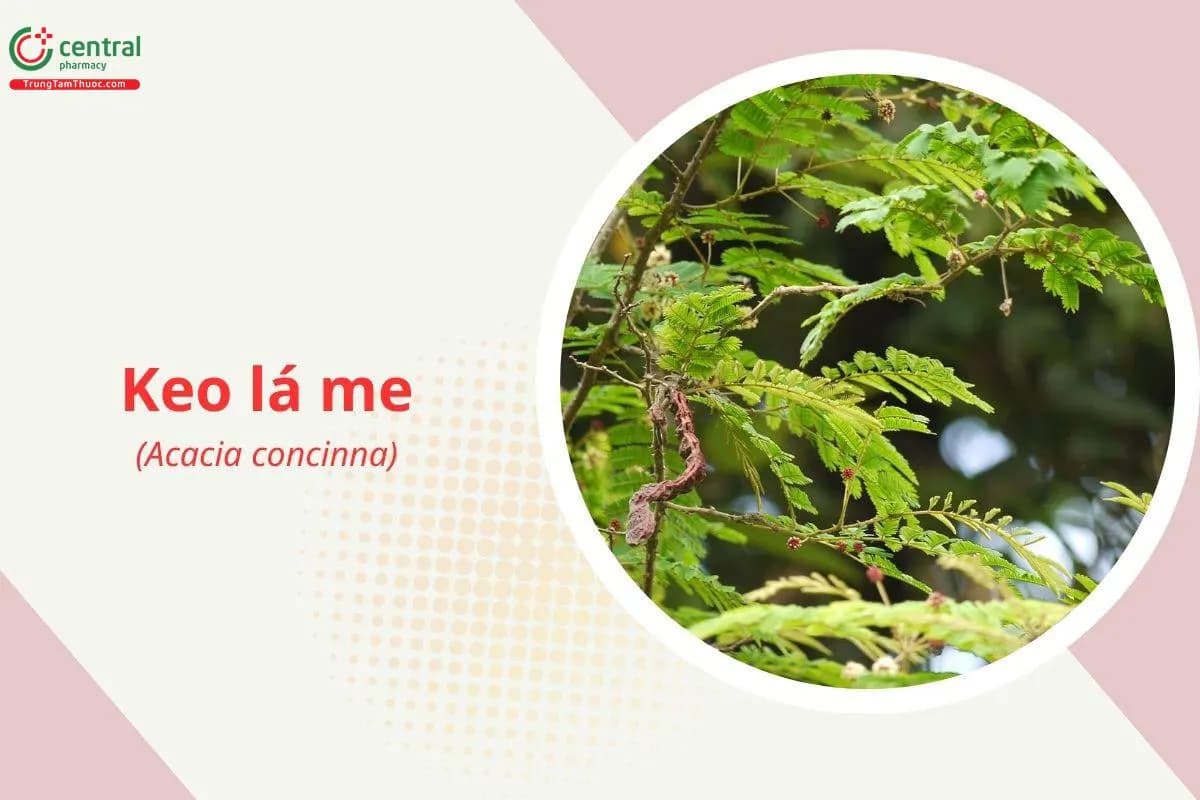 Keo lá me