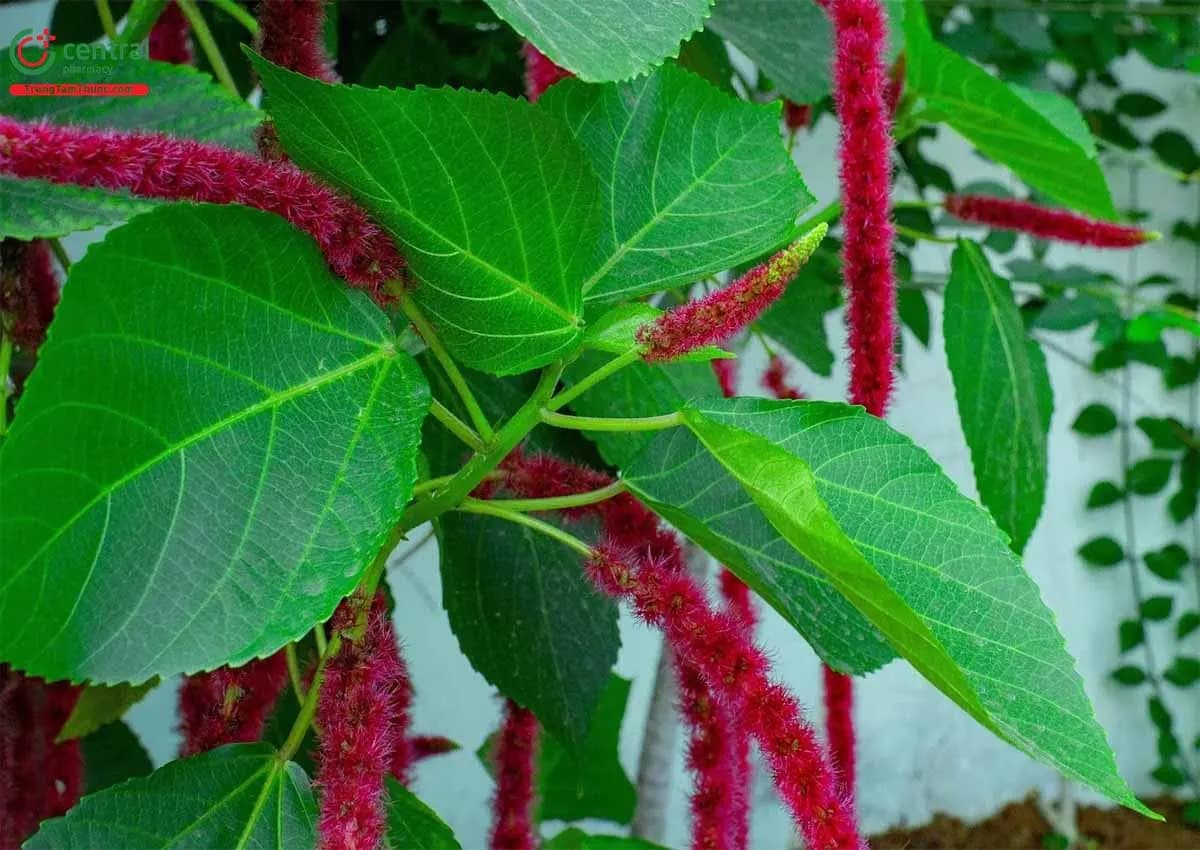 Tai Tượng Đuôi Chồn