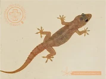 Thạch sùng