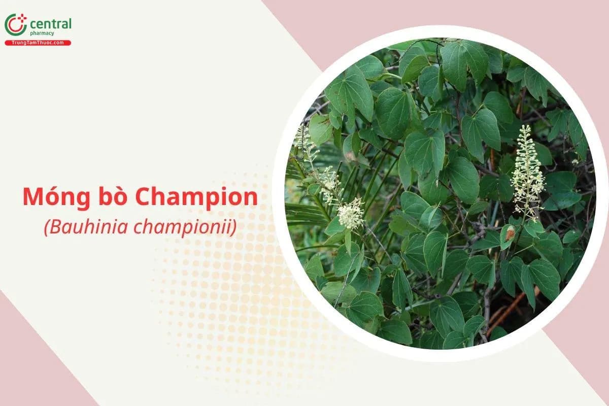 Móng bò Champion