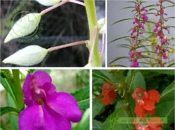 Hoa bóng nước