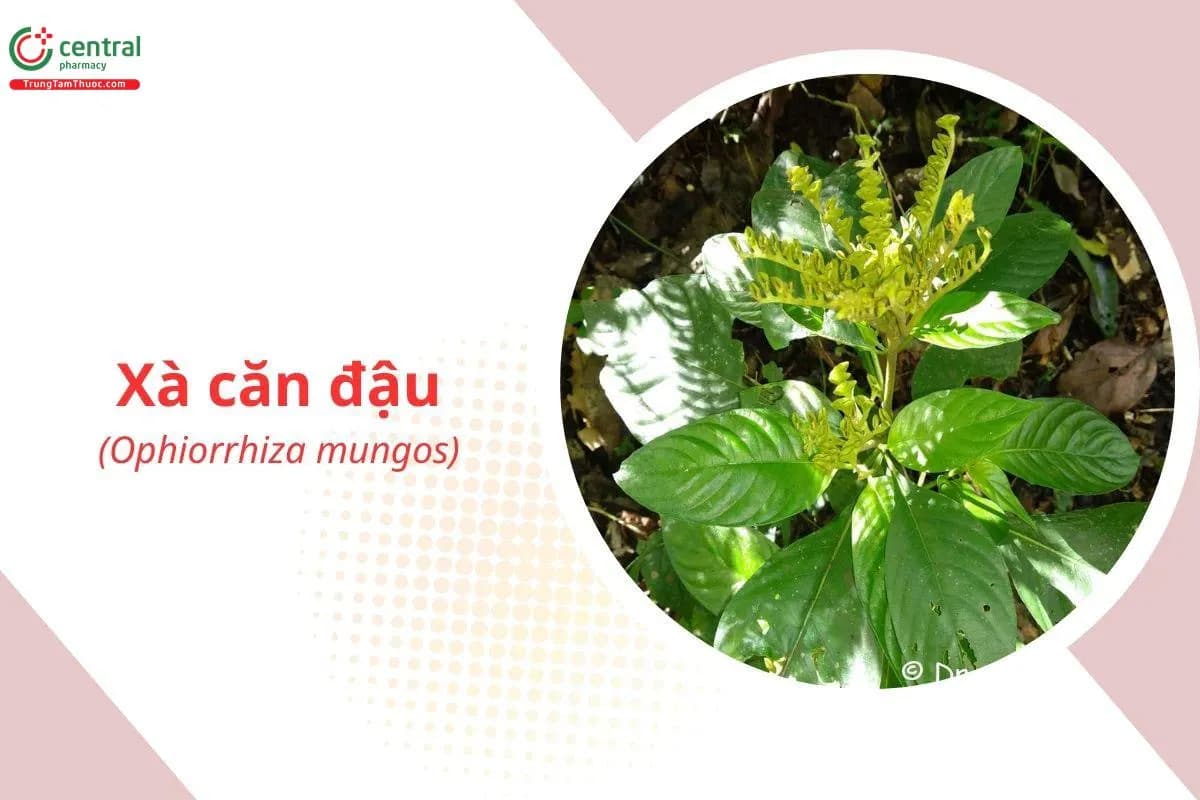 Xà Căn Đậu