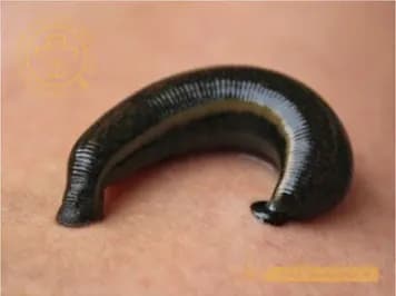 Đỉa