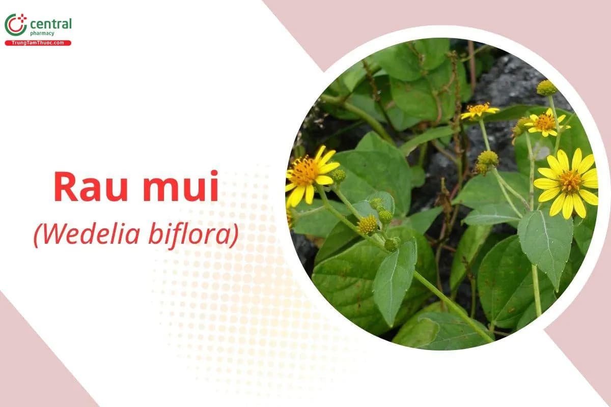 Rau Mui