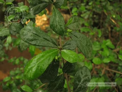 Cườm rụng