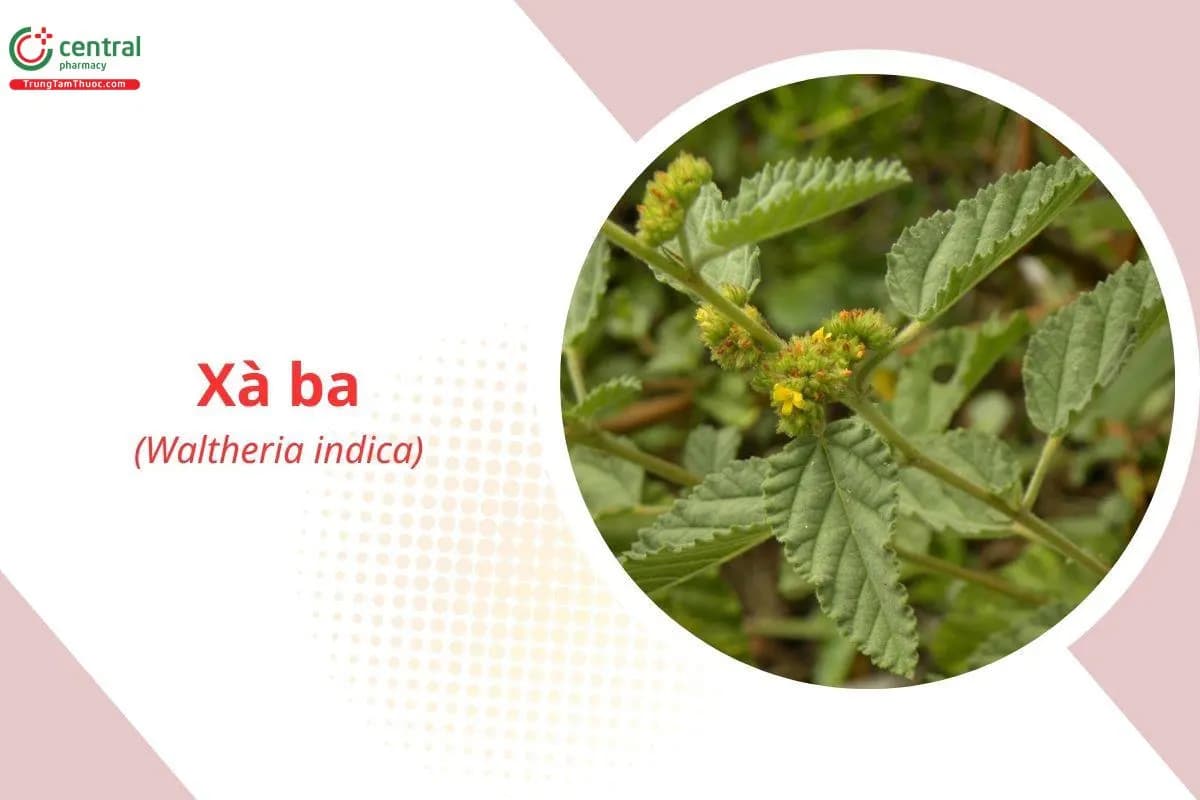 Xà Ba